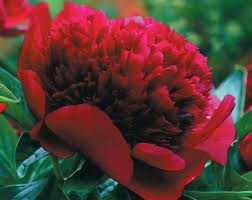 Red Charm Peony - Click Image to Close